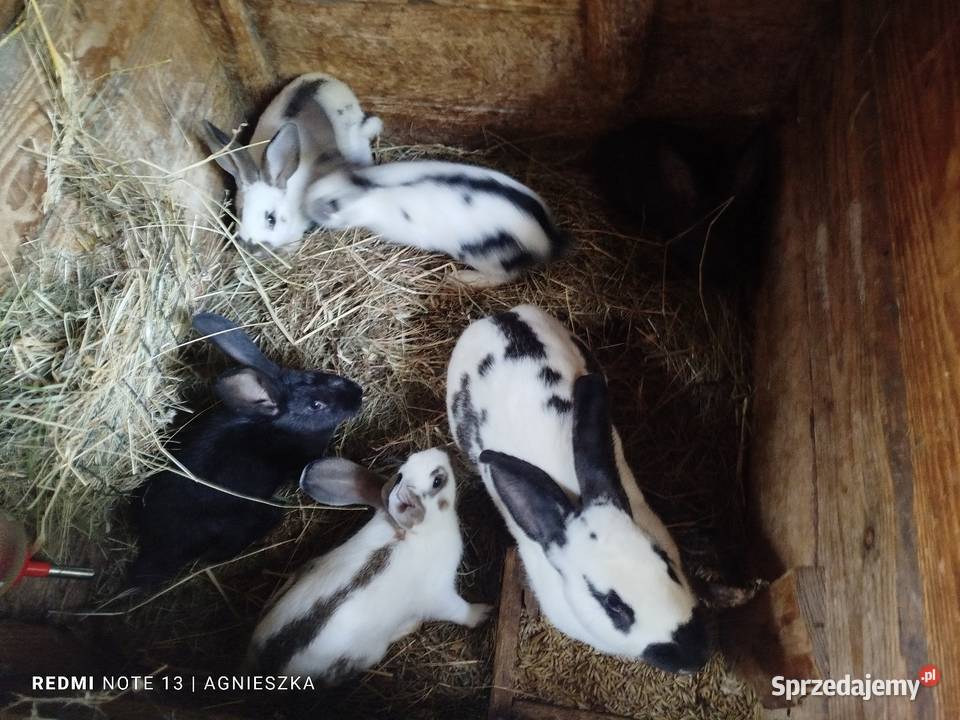 Króliki rasowe i mieszańce Hyżne