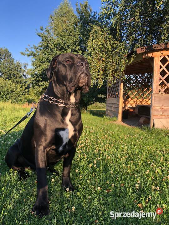 Cane corso Italiano reproduktor Jazowsko