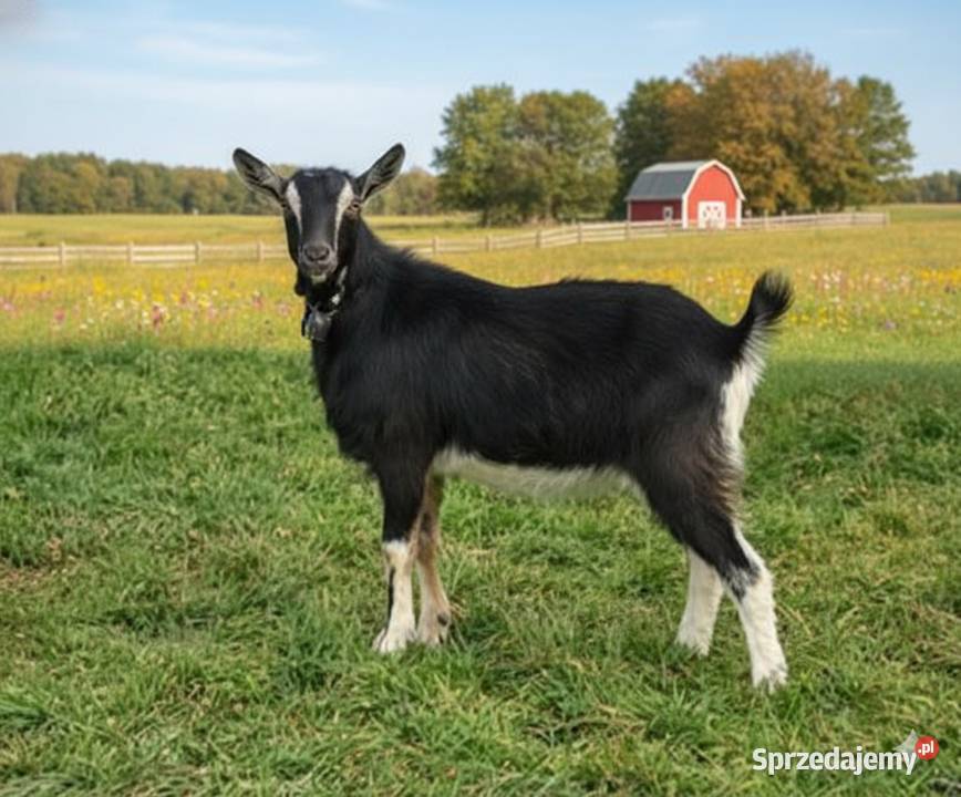 kozioł capek bezrogi czarny krycie Kozy śląskie Janów