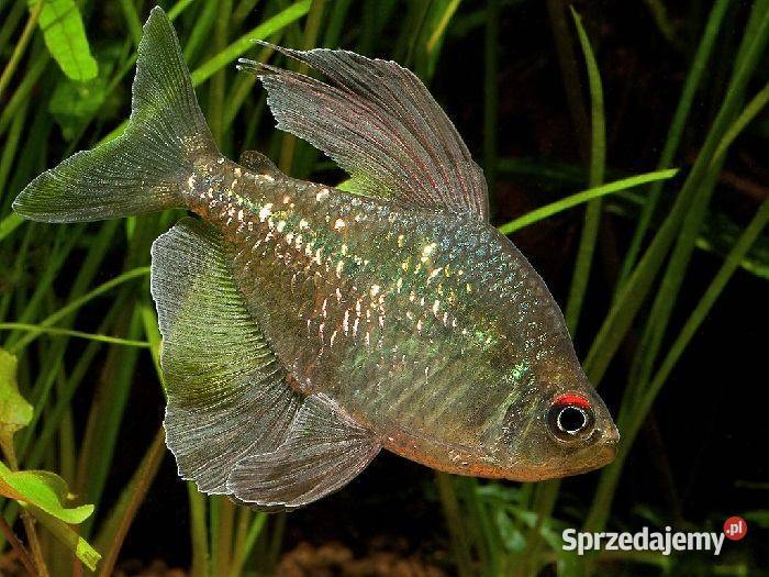 Błyszczyk brylantowy Moenkhausia pittieri Ryby Gdańsk