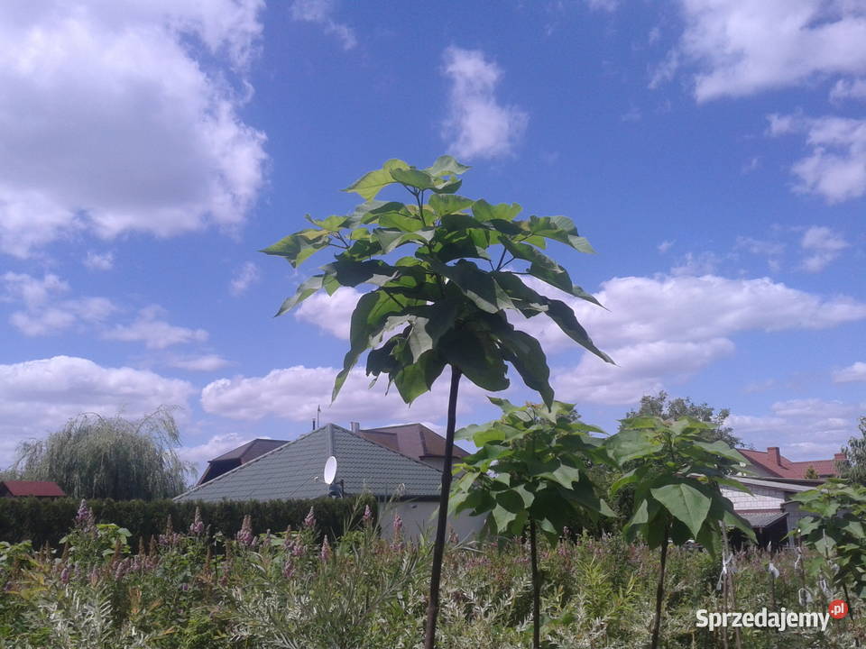 surmia katalpa NANA szczepiona catalpa lubelskie Puławy sprzedam