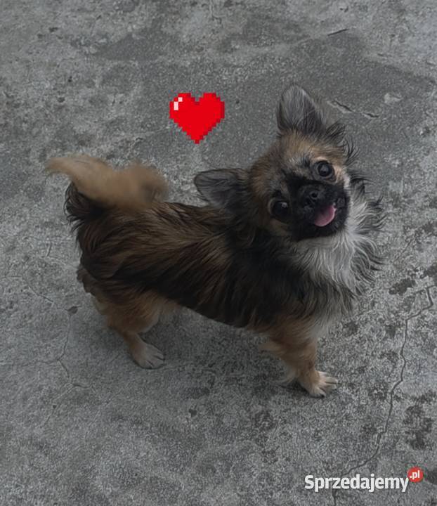 Chihuahua sunia długowłosa FCI Łódź