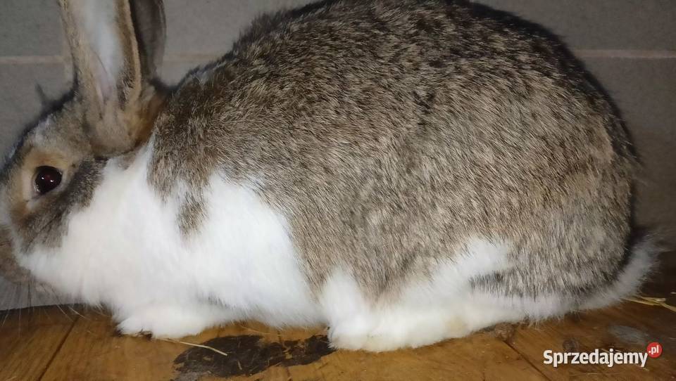 króle króliki samice Bodzentyn
