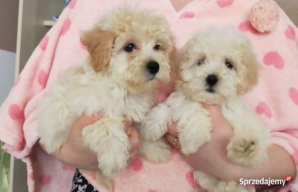 Prztulaski maltipoo maltańczyk i pudel toy Warszawa