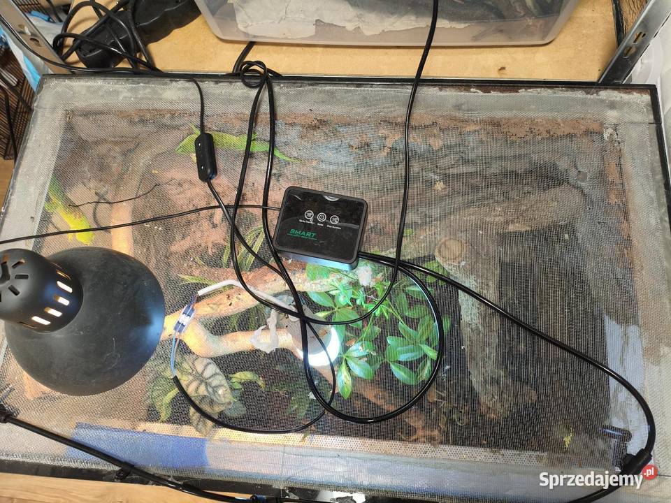 Para felsum madegaskarkich z terrarium Gliwice