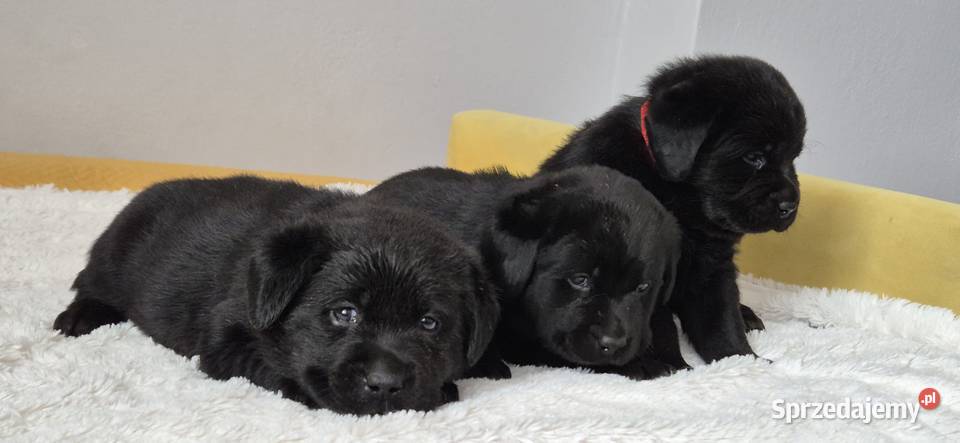 Labrador retriever czarny piesek Pasztowa Wola