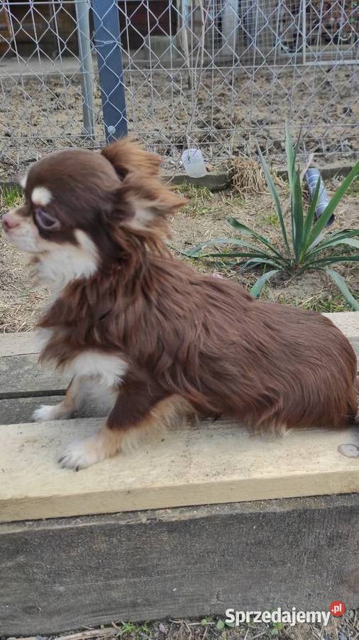 Roczny piesek chihuahua czekoladowy z rodowodem mazowieckie