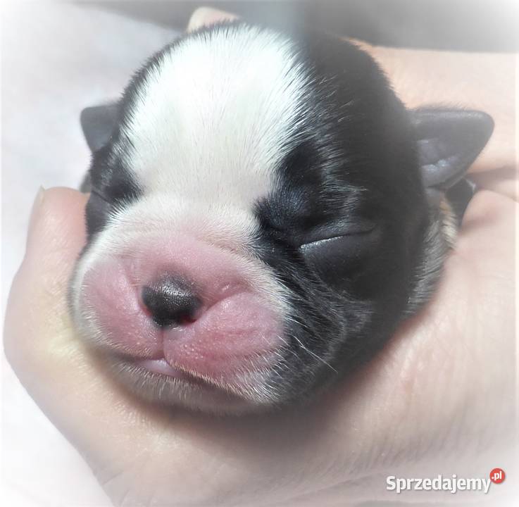 Piękne Szczenięta Boston Terrier ZKwPFCI oddz Syców