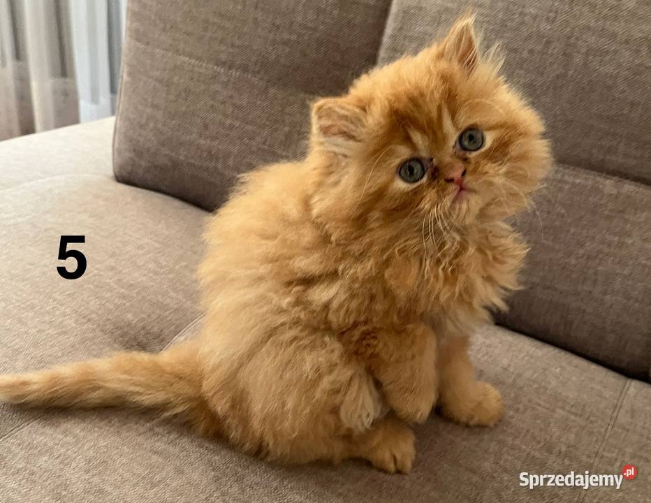 Rudobiszkoptowa kotka perska Kalwaria Zebrzydowska