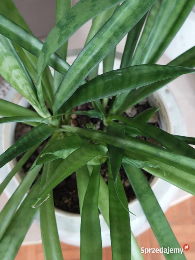 Sansevieria parva Kenya Hyacinth duża Warszawa
