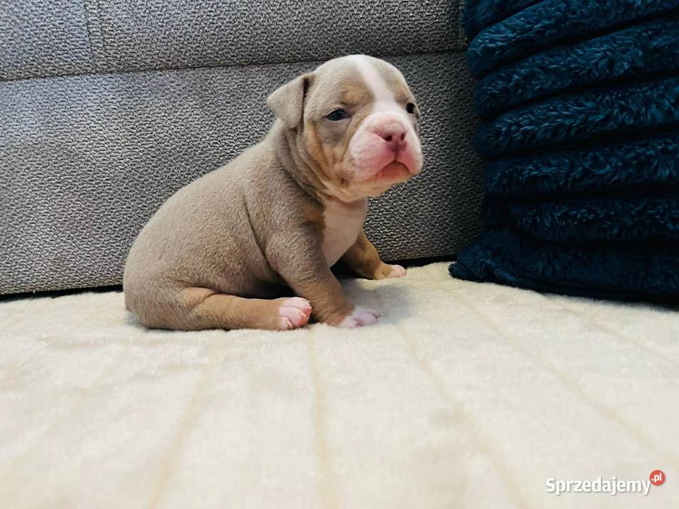 American bully ABKC Piotrków Kujawski