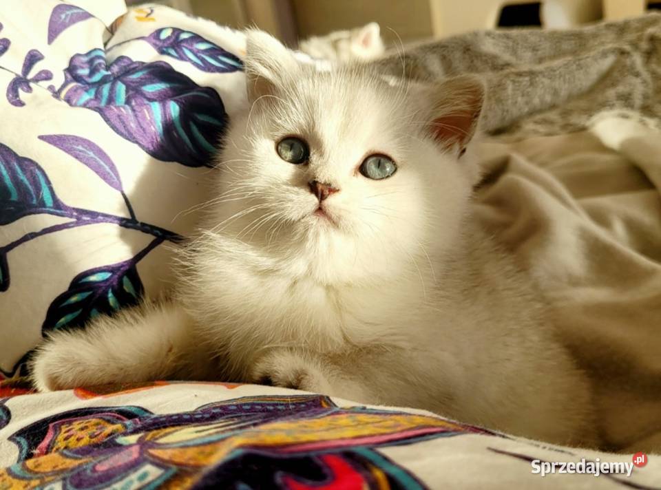 Brytyjskie srebrne srebrne pointy Zielona Góra