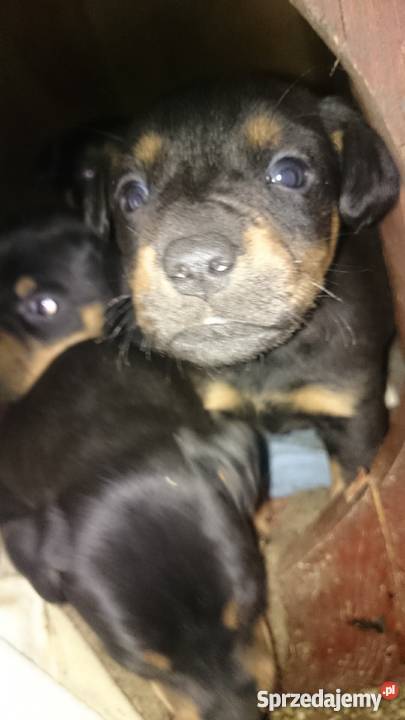 Terier Niemiecki jagdterier Sulistrowa