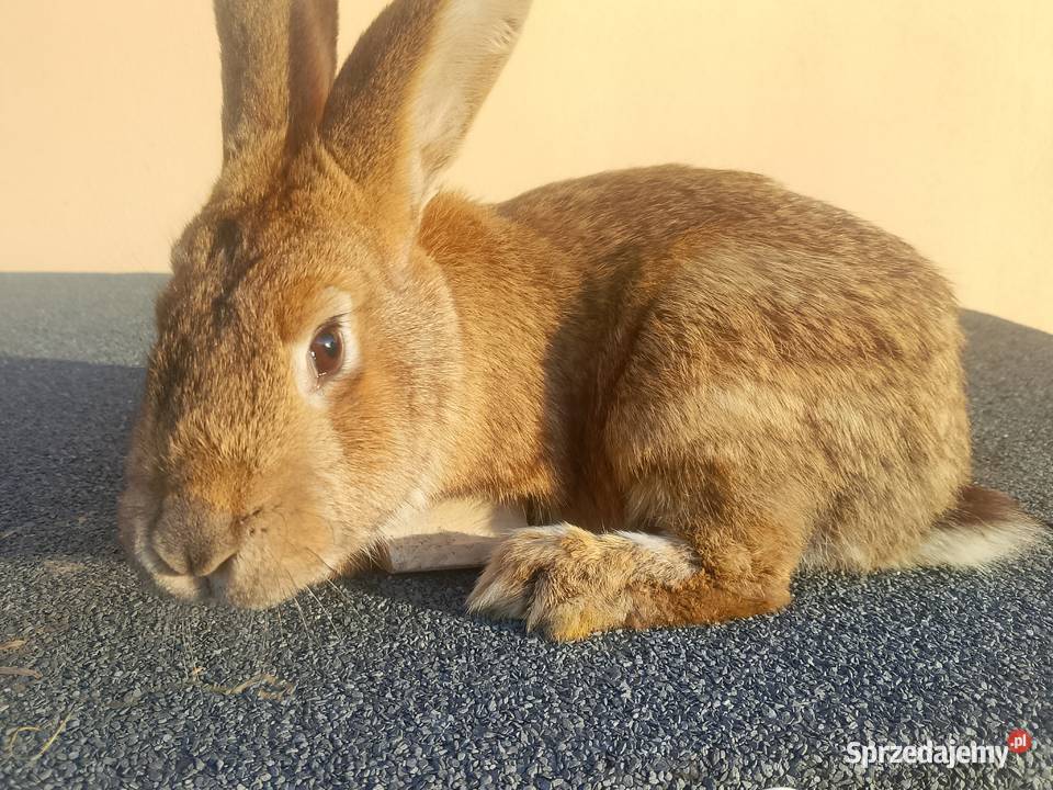 Króliki 4 samice i 2 samce Gryzonie świętokrzyskie Radoszyce sprzedam