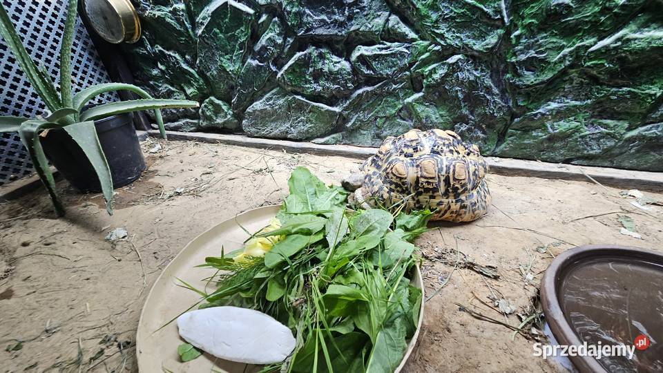 Sprzedam żółwia lamparciego z terrarium Piotrków Trybunalski