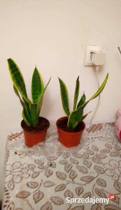 Kwiaty doniczkowe Sansewieria gwinejska Warszawa
