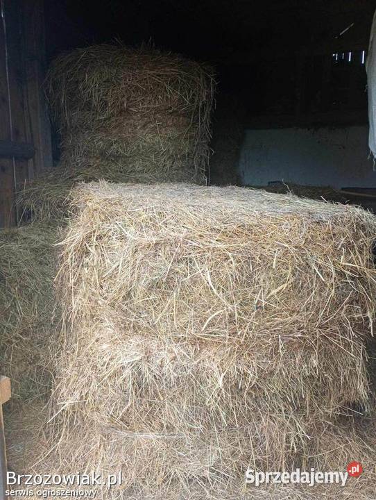 Siano Słoma Pszenica Owies