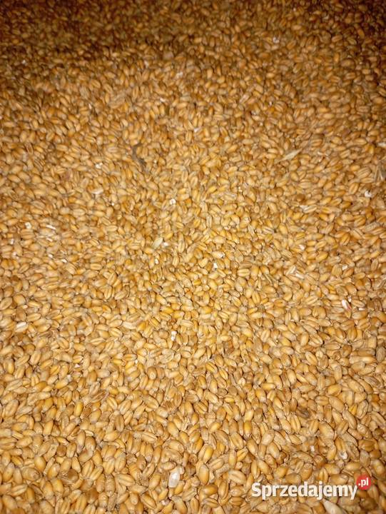 Sprzedam pszenicę ozimążyto