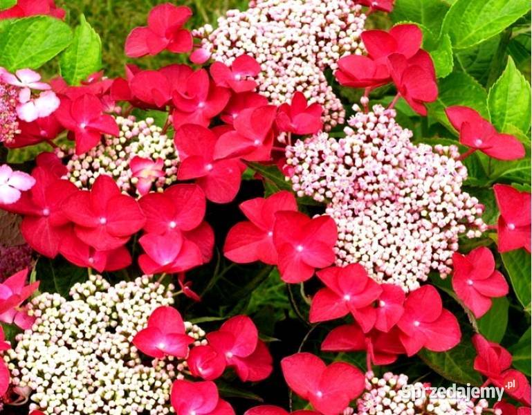 HORTENSJA OGRODOWA Rotschwanz sadzonki w Ustronie