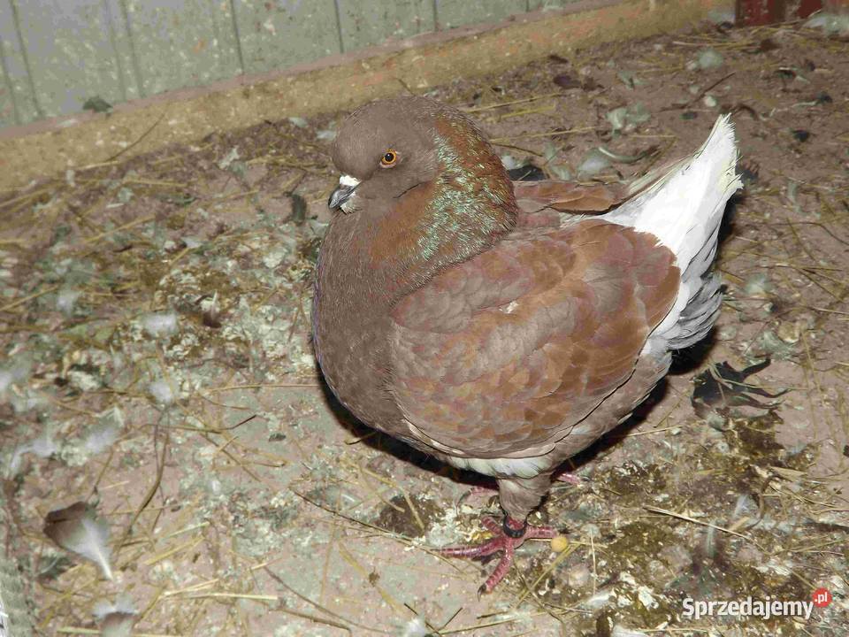 sprzedam gołebie Podborze