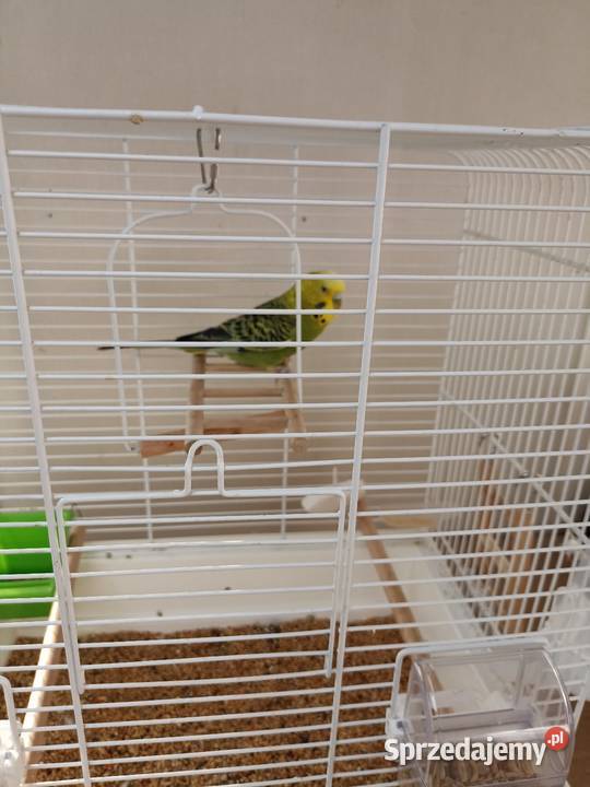 Oddam papugę falistą klatka wyposażeniem wiadro Pruszków