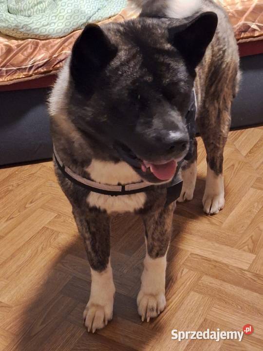 Akita Amerykańska Samiec reproduktor 5lat śląskie Wodzisław Śląski