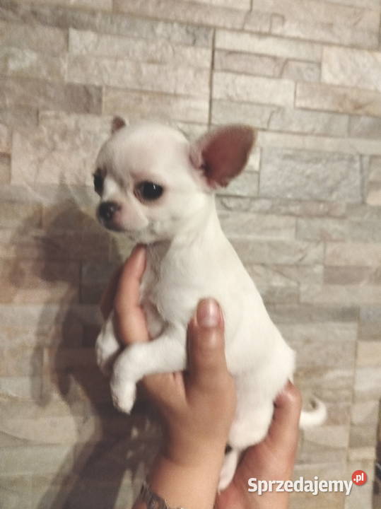 Chihuahua śliczny chłopiec sprzedam