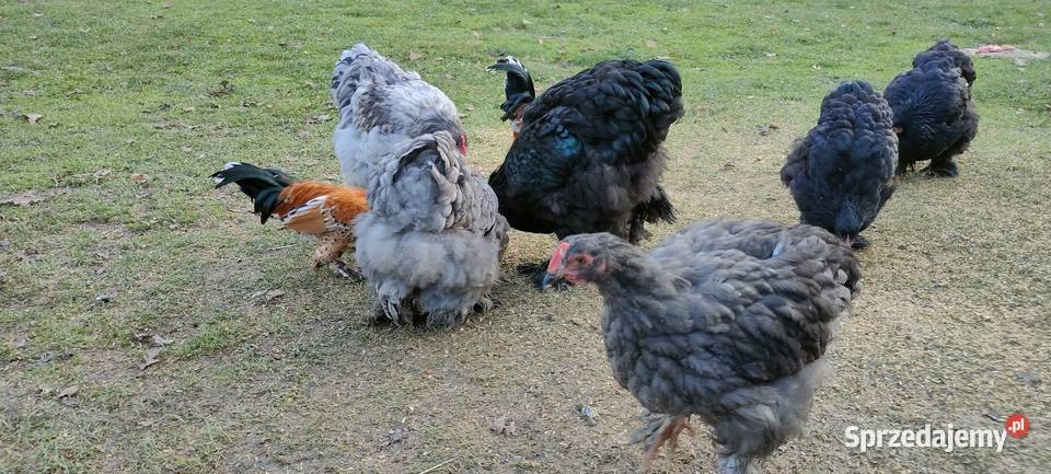 Kochany olbrzymie Tokarówka