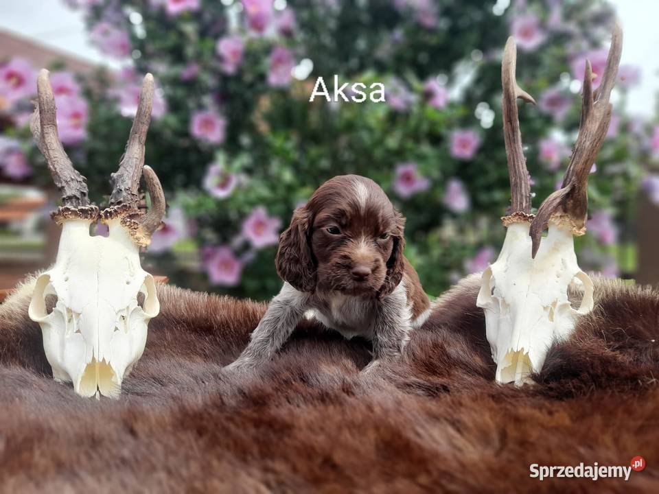 Polski Spaniel Myśliwski Pozostałe Czernichów