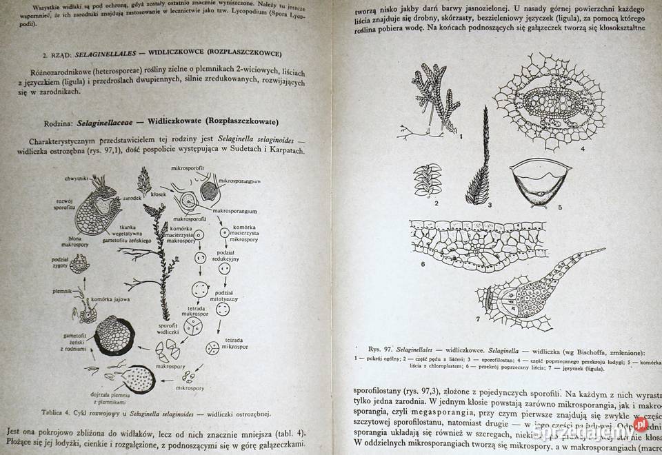 Zarys systematyki roślin Jakub Mowszowicz Chełm