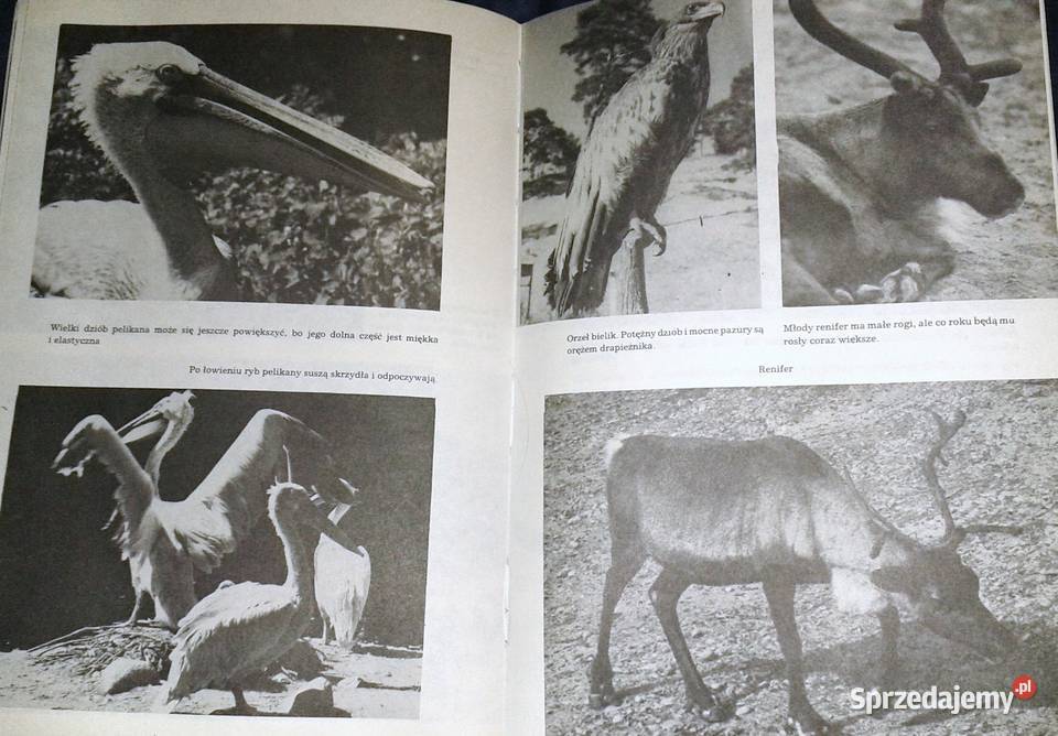 I kudłate i łaciate Maria Sołtyńska Chełm