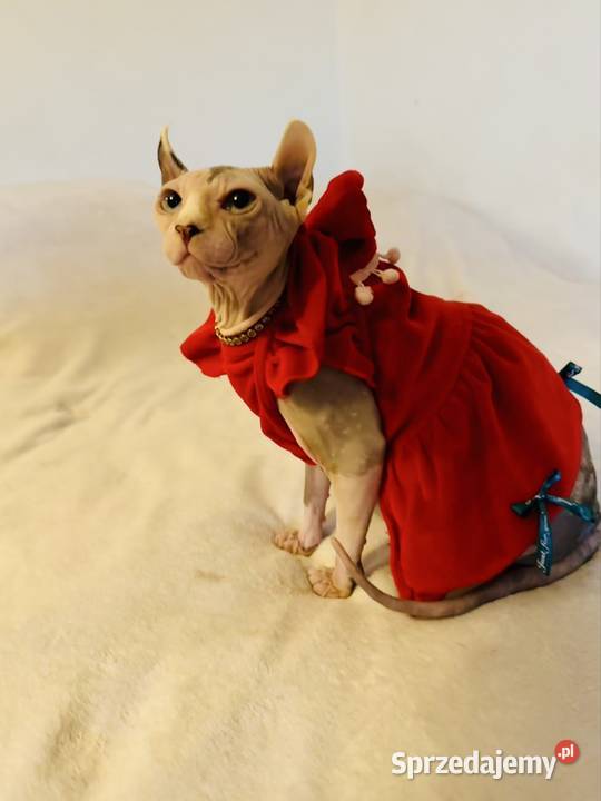 Sfinks kanadyjsky Grodzisk Mazowiecki