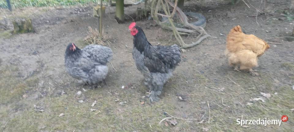 Jajka lęgowe kochin olbrzymi