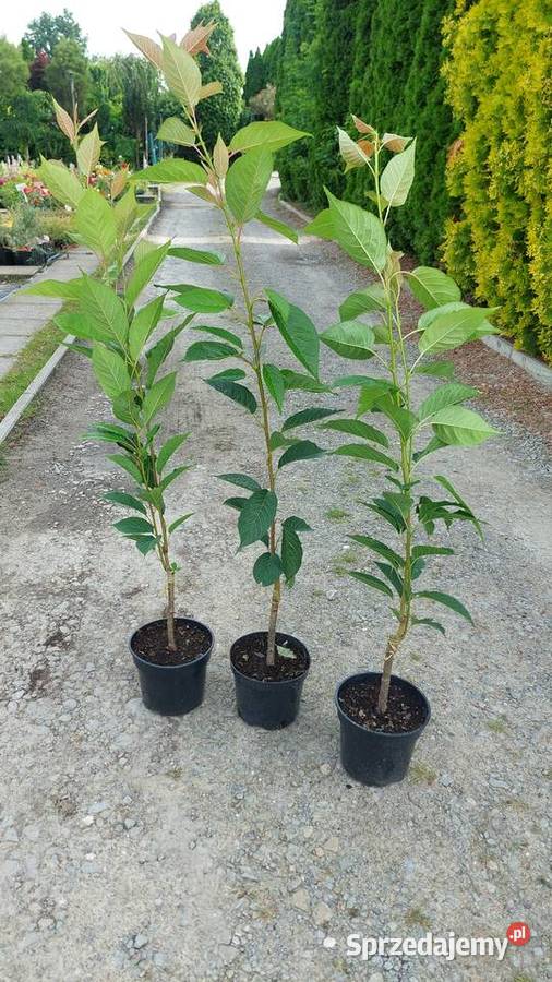 WIŚNIE JAPOŃSKIE KANZAN ROYAL BURGUNDY KIKU Dębica