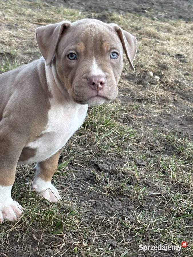 American bully xl szczeniak wielkopolskie sprzedam