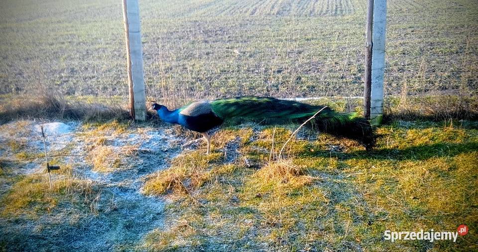 Jaja lęgowe pawi Kock