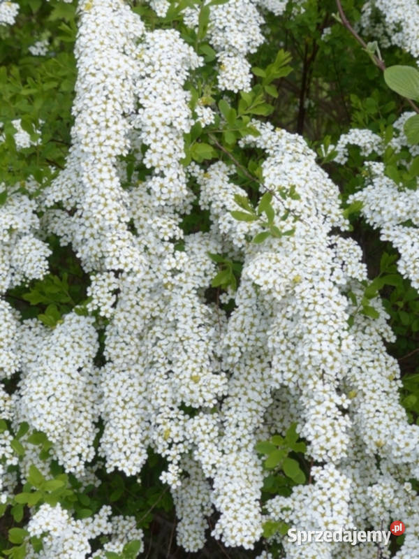 TAWUŁA SZARA GREFSHEIM sadzonki w doniczkach Ustronie
