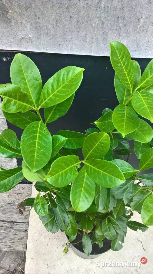 Super Piękny ŻywopłotLaurowiśnia Wschodnia Mszczonów