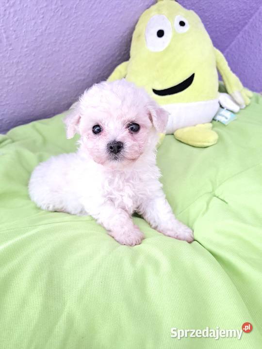 hodowla bichon frise oferuje szczenięta z pomorskie Chojnice