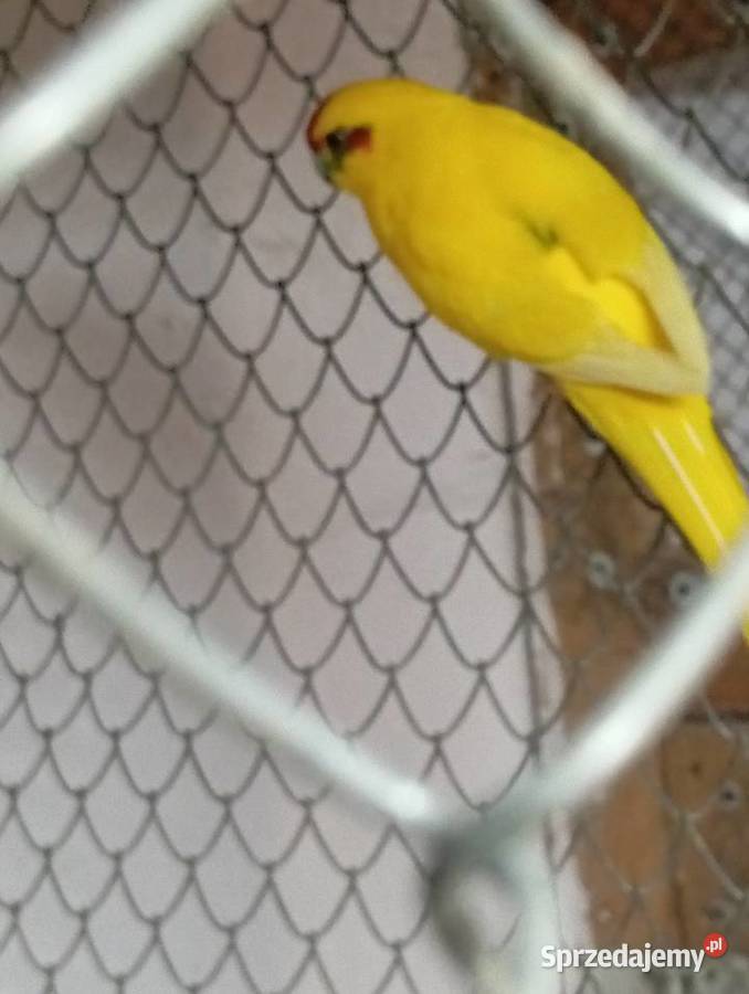 Moderlotki Jarogniewice sprzedam