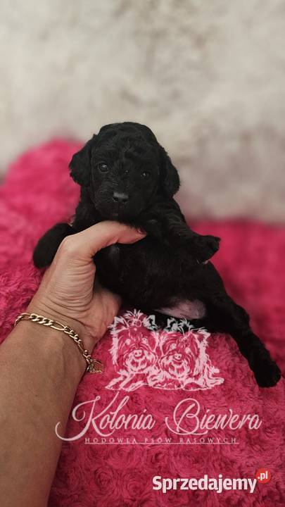 Pudel ToyMiniatura pakiet badań genetycznych Pozostałe