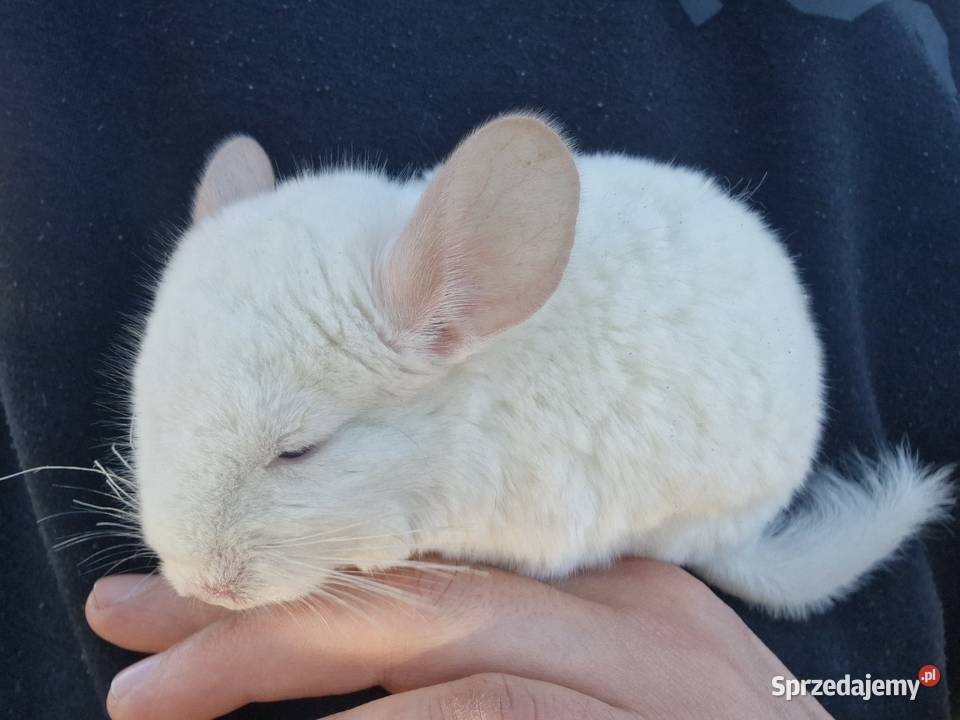 Szynszyl chinchilla biała samiczka Pinczyn