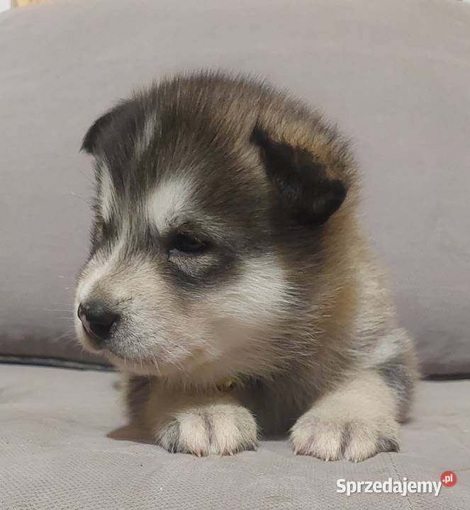 Alaskan Malamute suczka szczeniak