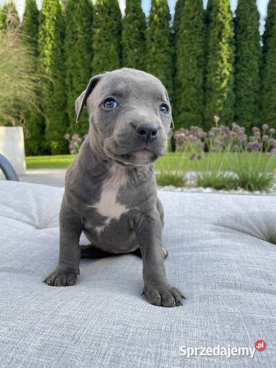 Amstaff suczka American Staffordshire Terrier Wolsztyn