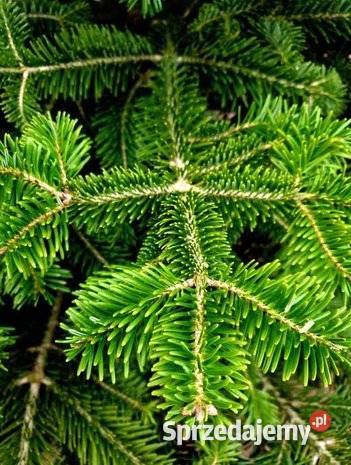 Gałęzie jodła kaukaska 300 Śrem
