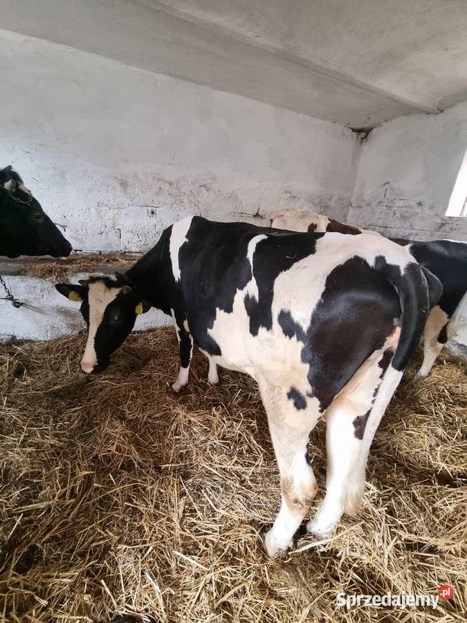 Sprzedam jałówke wysokocielna termin wycielenia Plęsy
