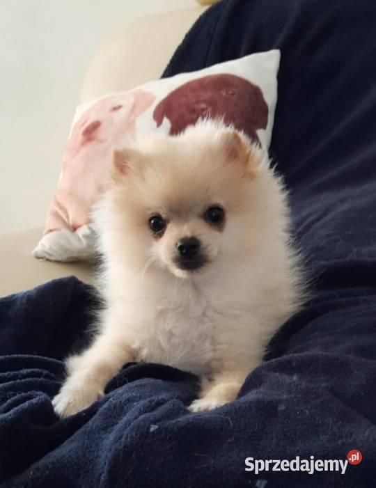 Przepiękny niedźwiadek rasy pomeranian mazowieckie