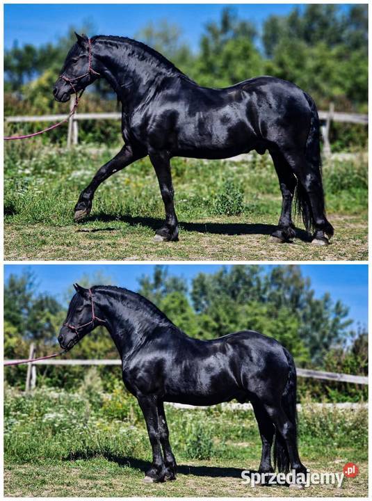 Ogier fryzyjski lat 8 lubelskie Lublin
