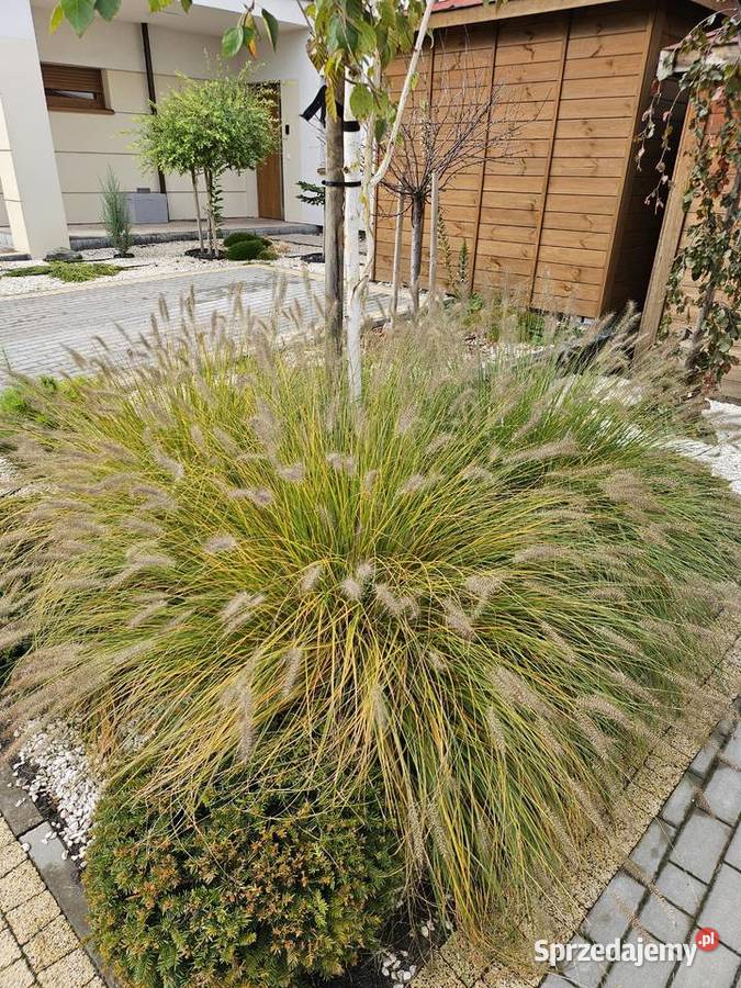 Zakładanie pielęgnacja ogrodu Bydgoszcz