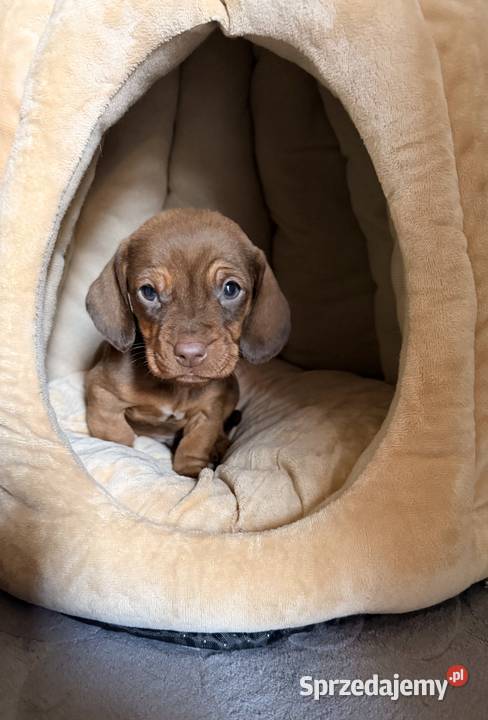 Śliczna suczka ruda miniaturka małopolskie Kraków